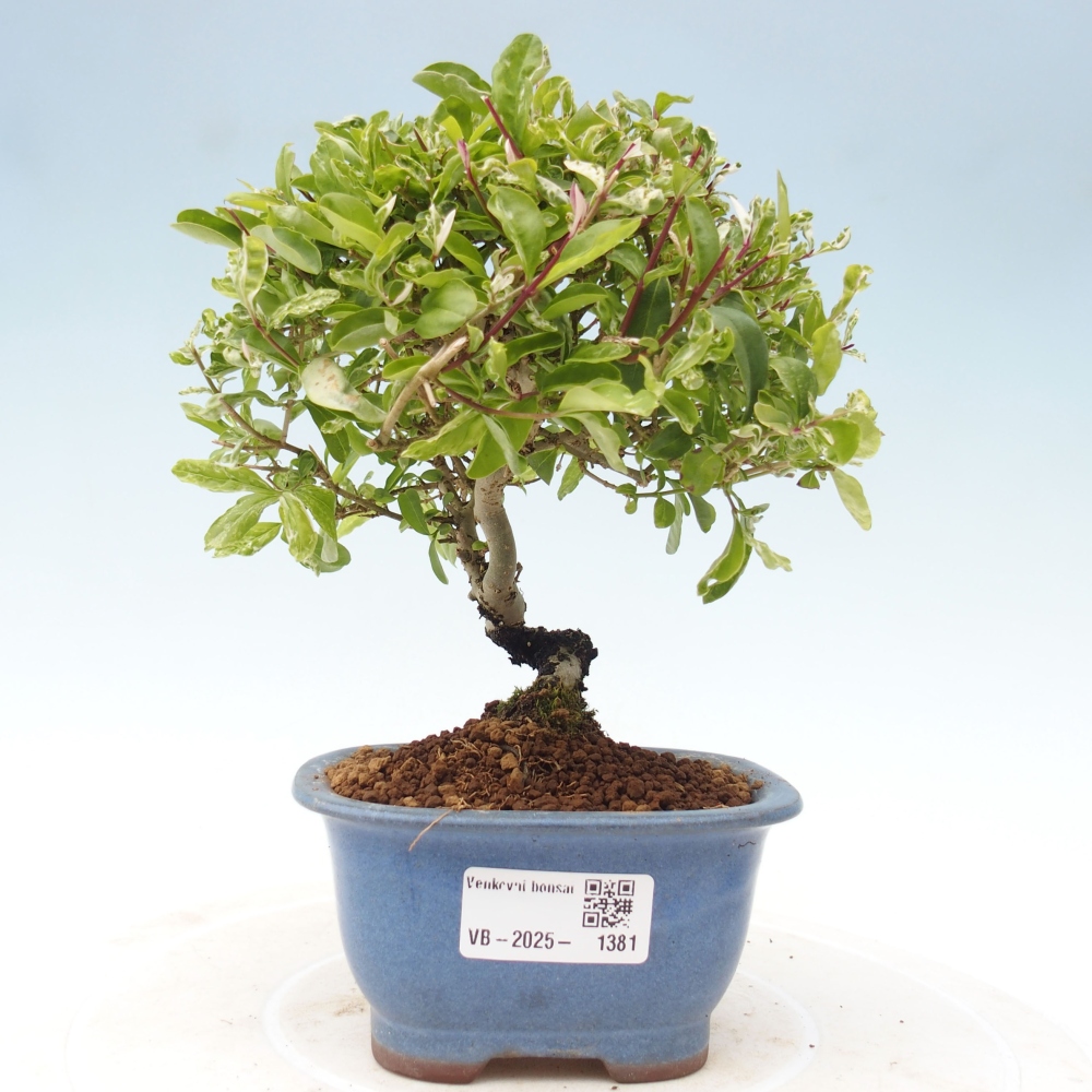 Outdoor bonsai - Ligustrum obtusifolium - Dziób ptasi o matowych liściach