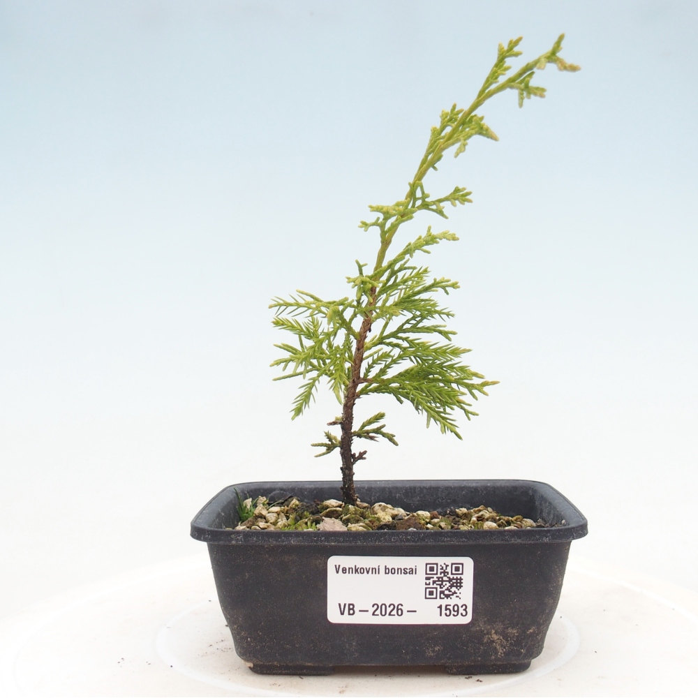 Outdoor bonsai - Juniperus chinensis Itoigawa