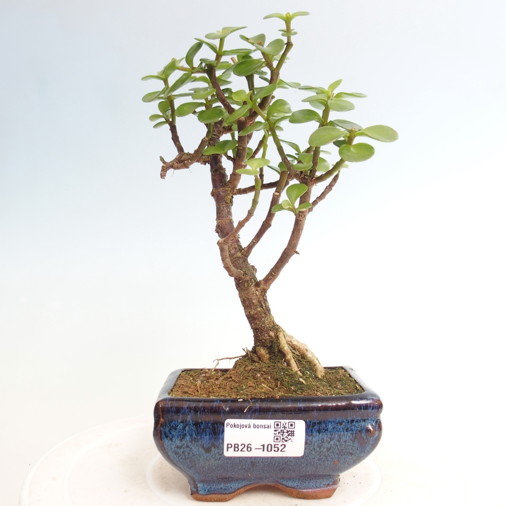 Pokój bonsai - Portulakaria Afra - Tlustice