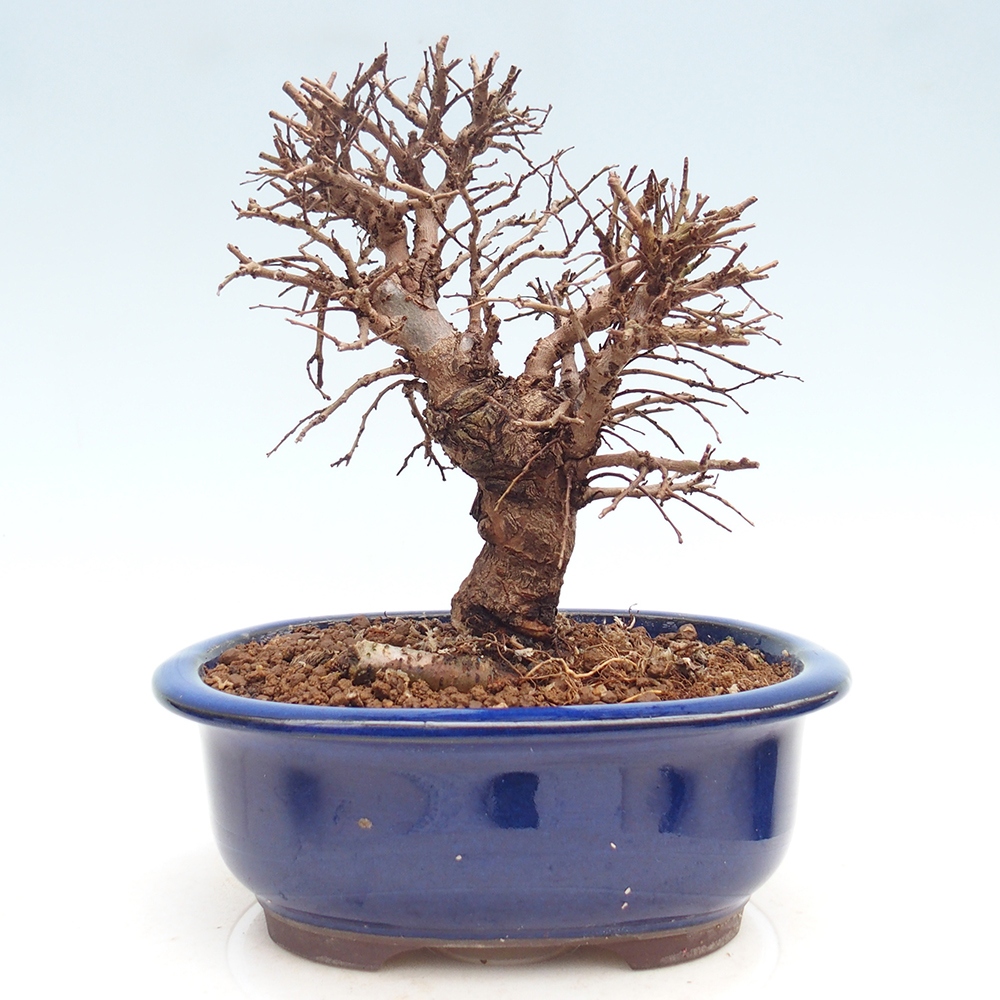 Bonsai zewnętrzne - Zelkova - Zelkova NIRE
