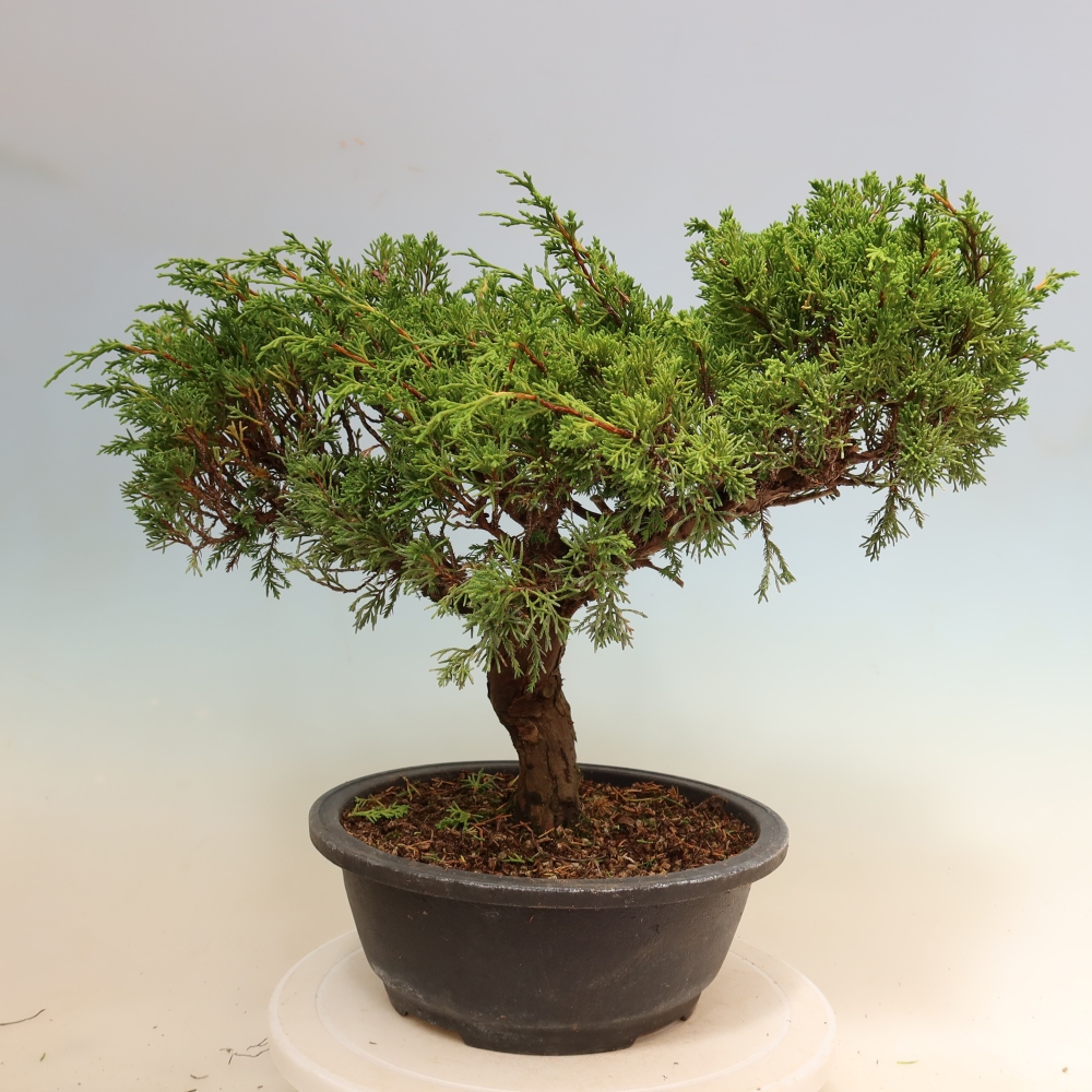 Bonsai ogrodowe – Juniperus chinensis Itoigawa – jałowiec chiński