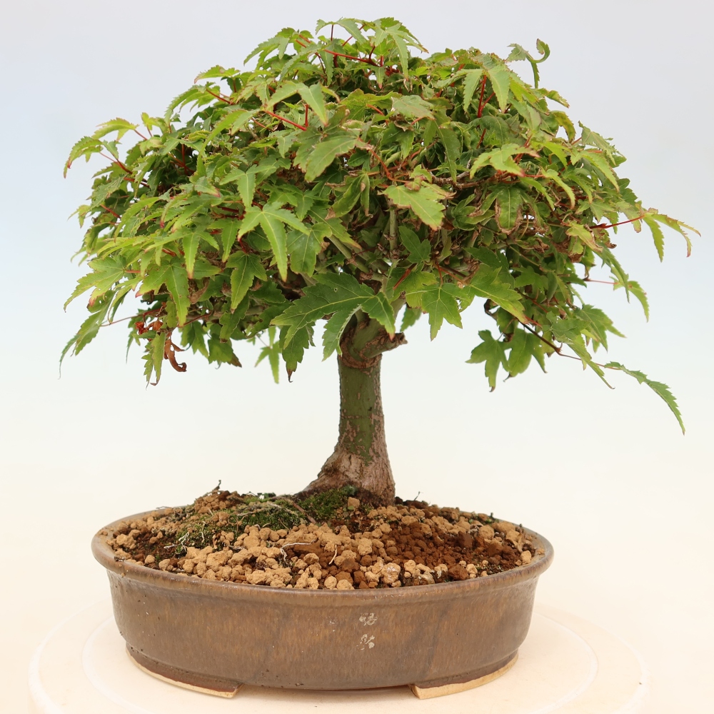 Acer palmatum KIOHIME - klon palmowy