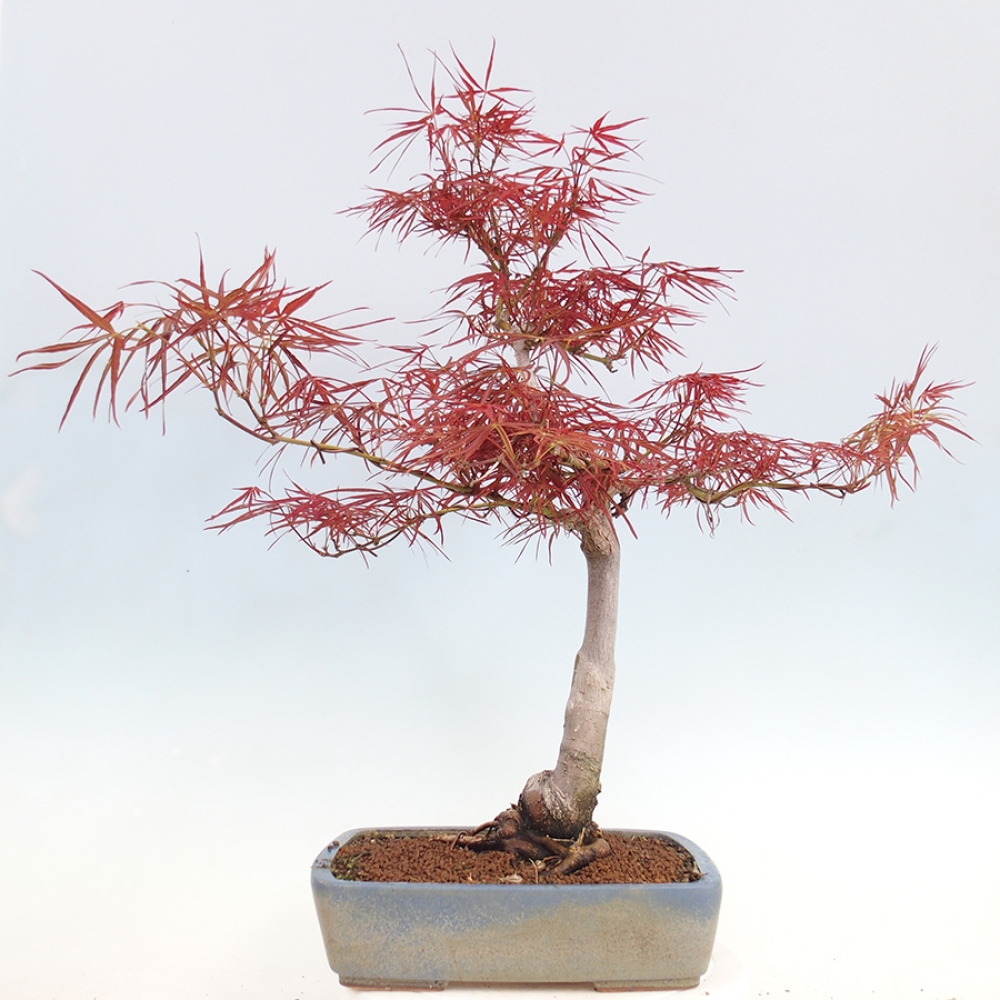 Bonsai zewnętrzne - Acer palmatum RED PYGMY
