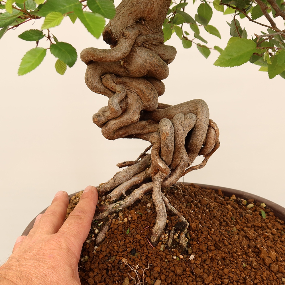 Bonsai plenerowe - Carpinus Coreana - grab koreański