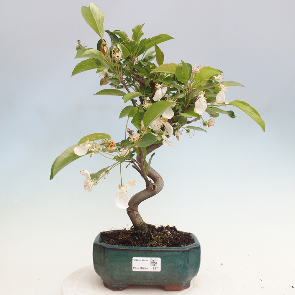 Bonsai plenerowe - Malus Halliana - Jabłoń drobnoowocowa