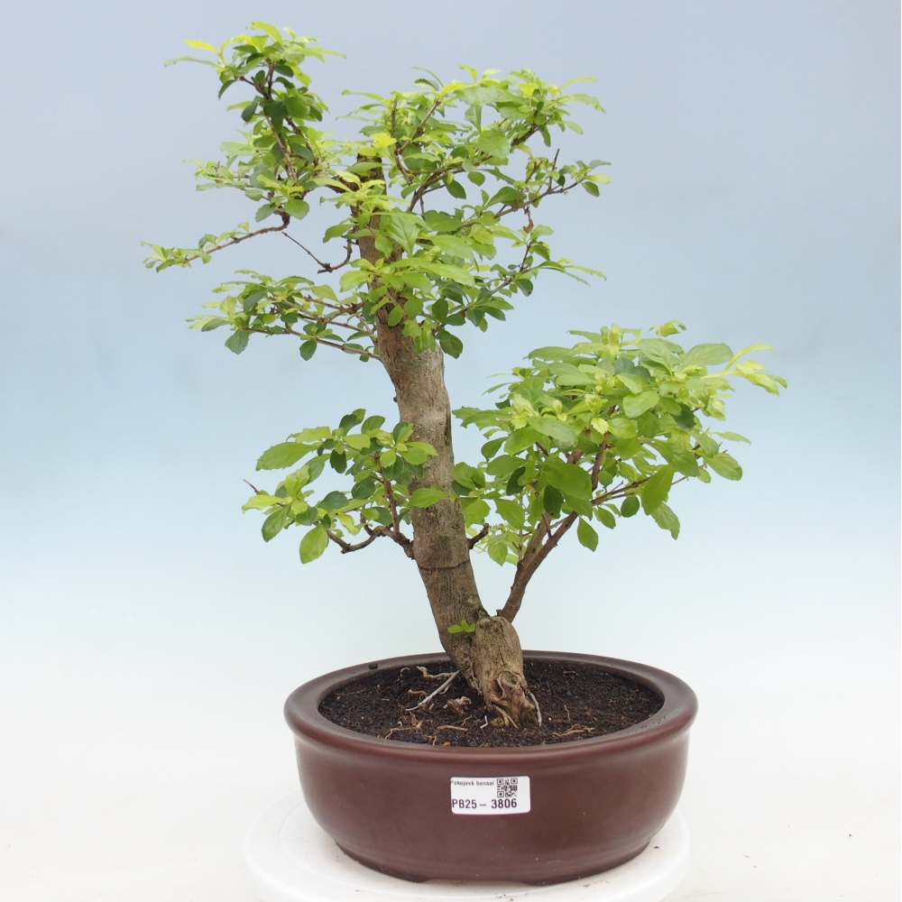 Bonsai pokojowe - Duranta erecta Aurea