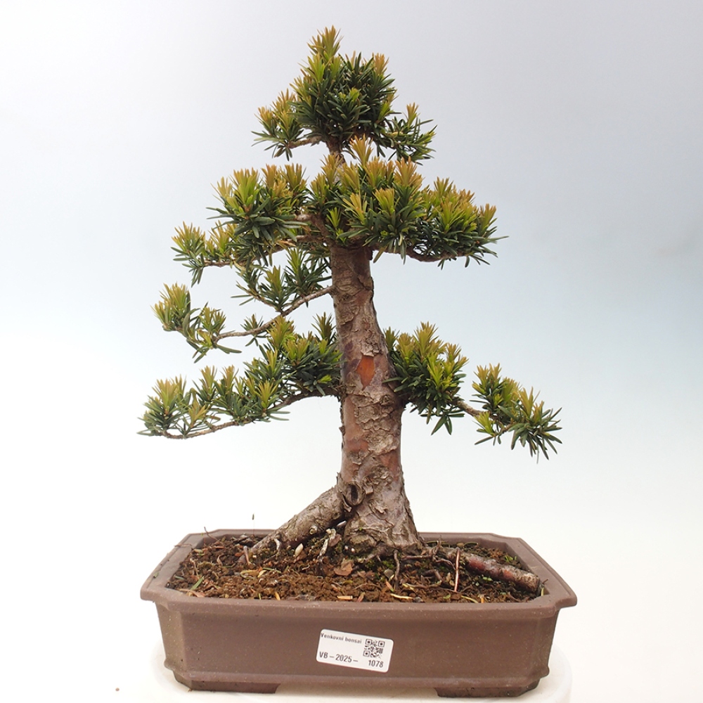 Bonsai na zewnątrz - Taxus cuspidata - cis japoński