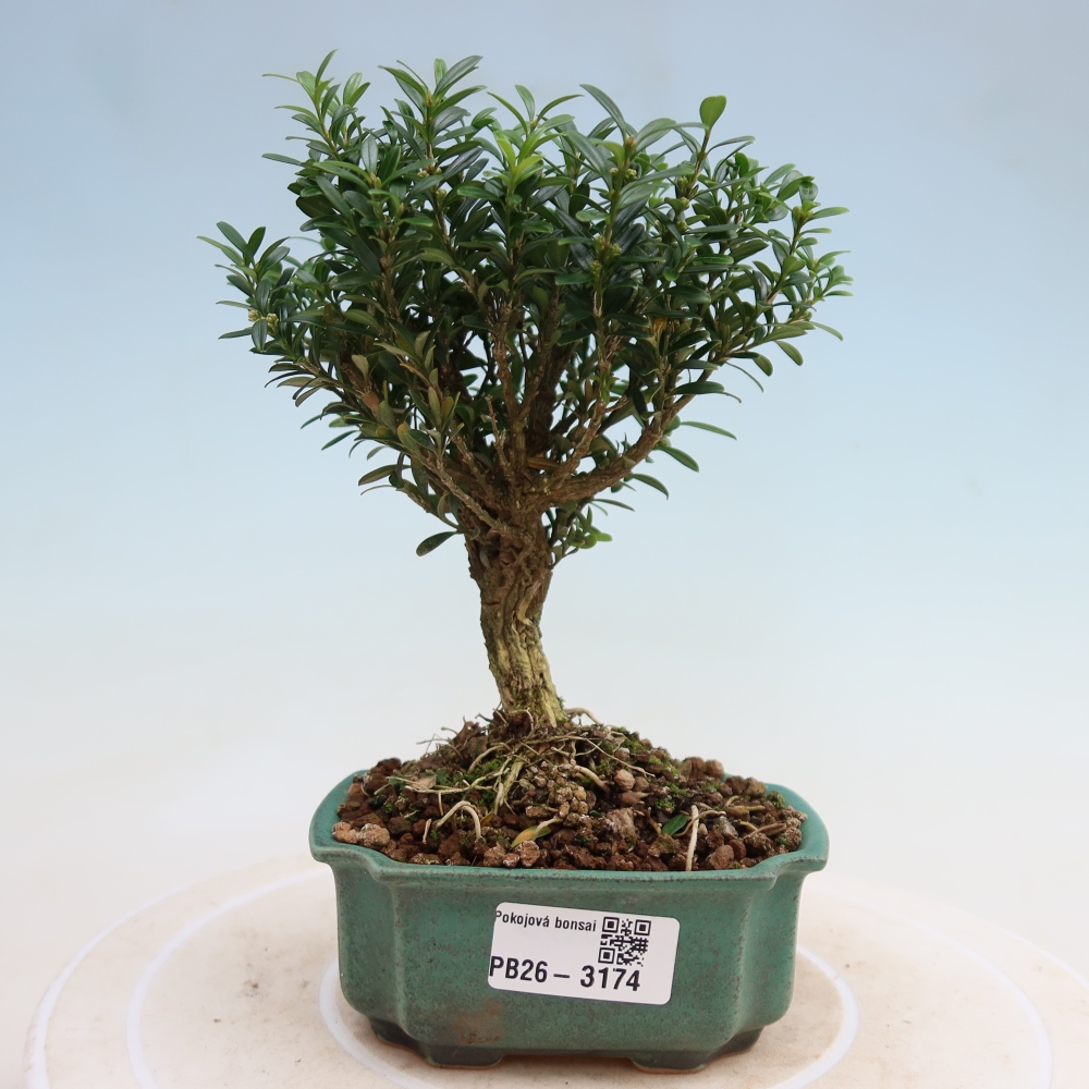 Pokój bonsai - Buxus harlandii - buxus korkowy