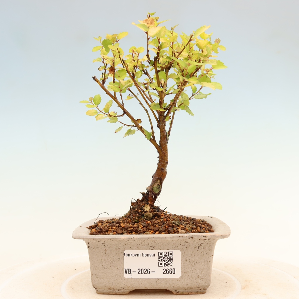 Bonsai ogrodowe – brzoza karłowata – Betula NANA Golden Treasure