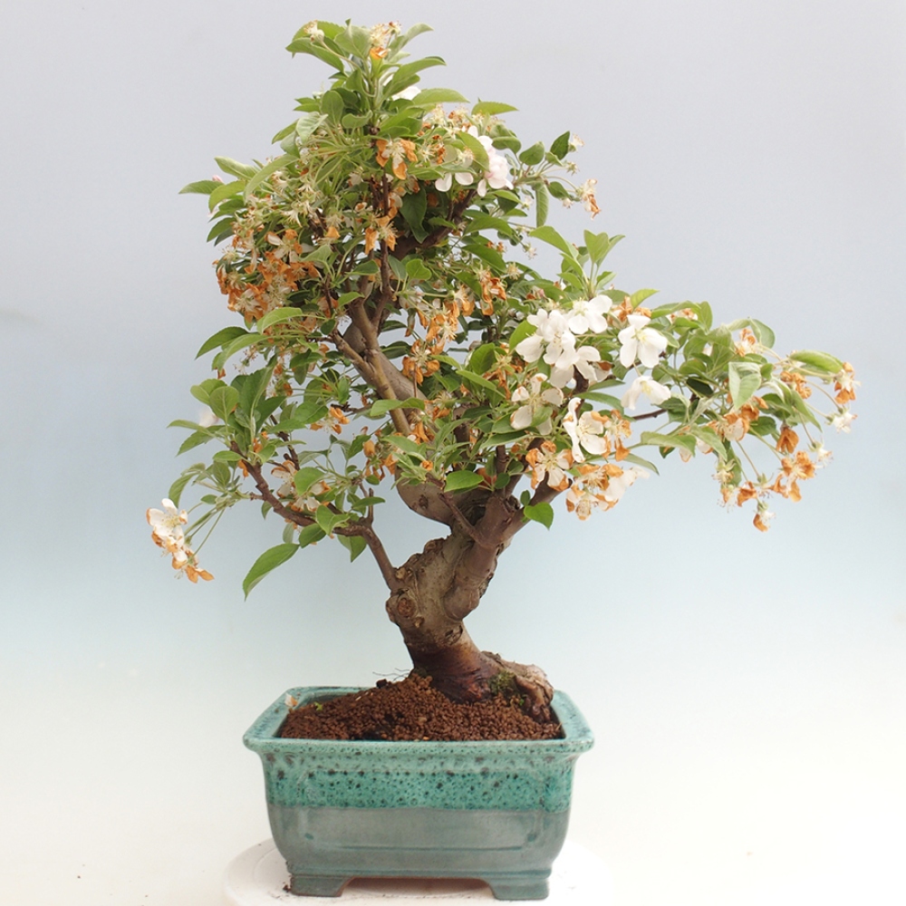 Bonsai plenerowe - Malus Halliana - Jabłoń drobnoowocowa