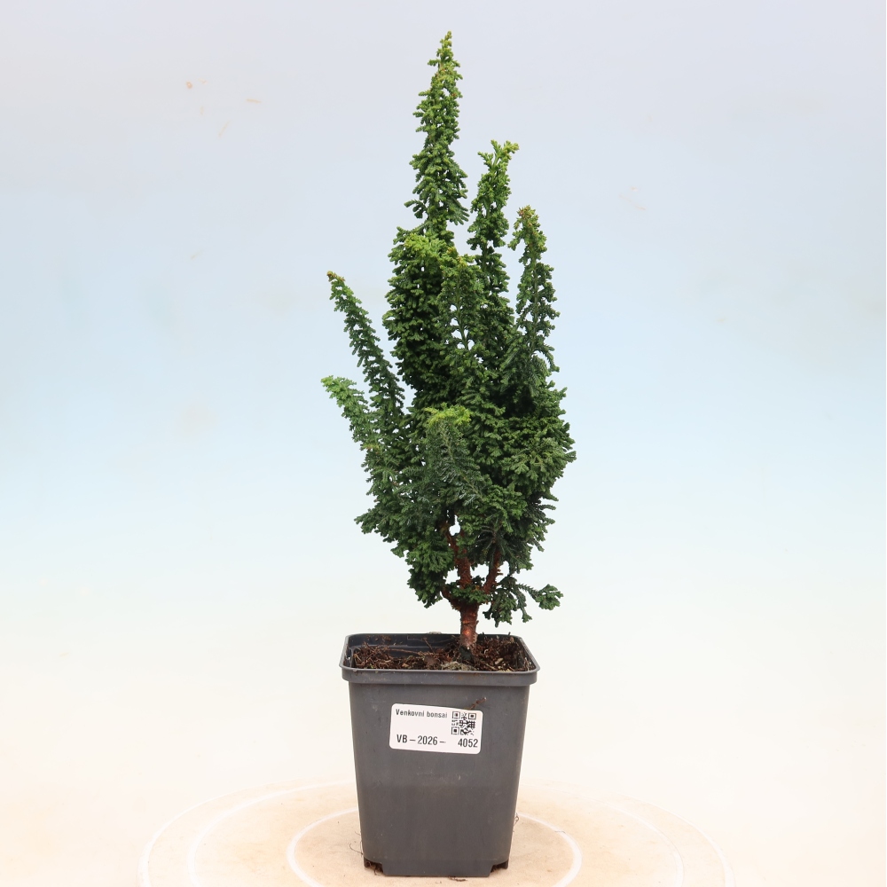 Bonsai zewnętrzne - Cham. obtusa SEKKA HINOKI - Cyprys