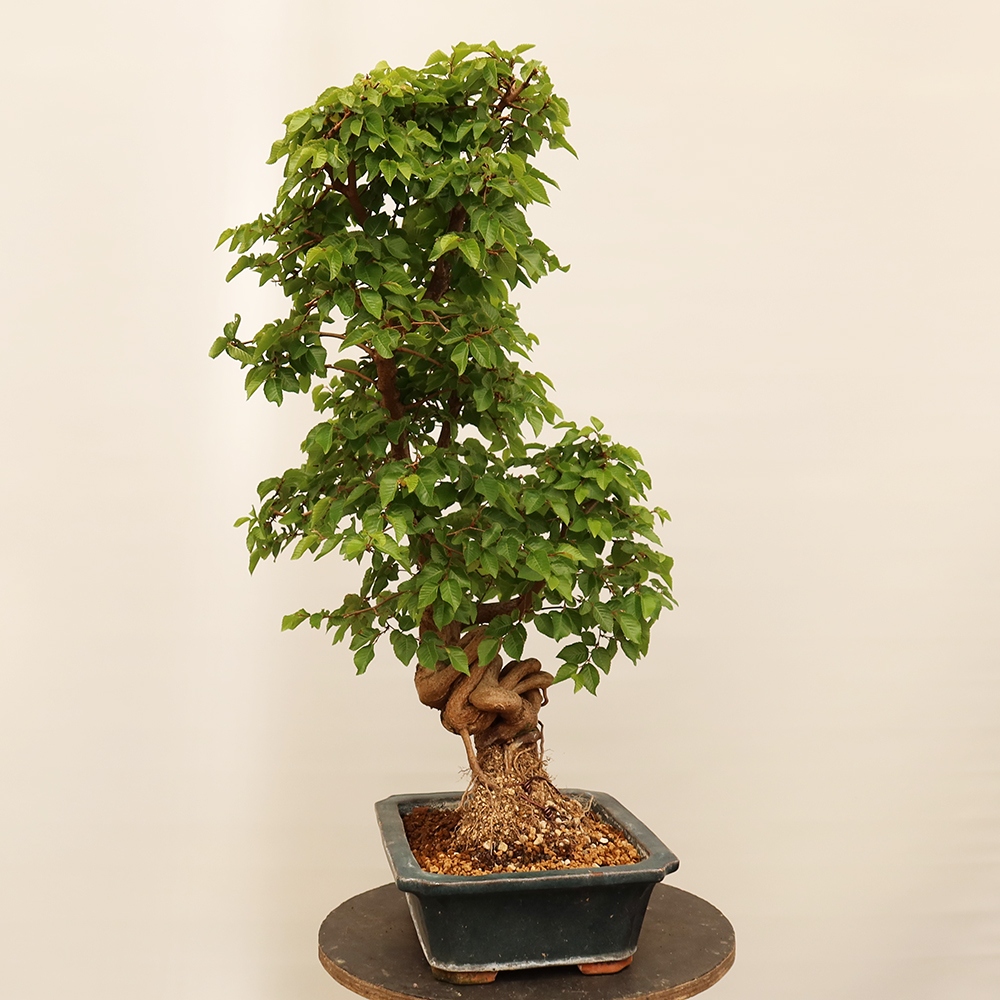 Bonsai plenerowe - Carpinus Coreana - grab koreański