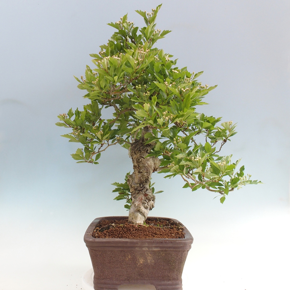 Outdoor bonsai - głóg - Crataegus cuneata