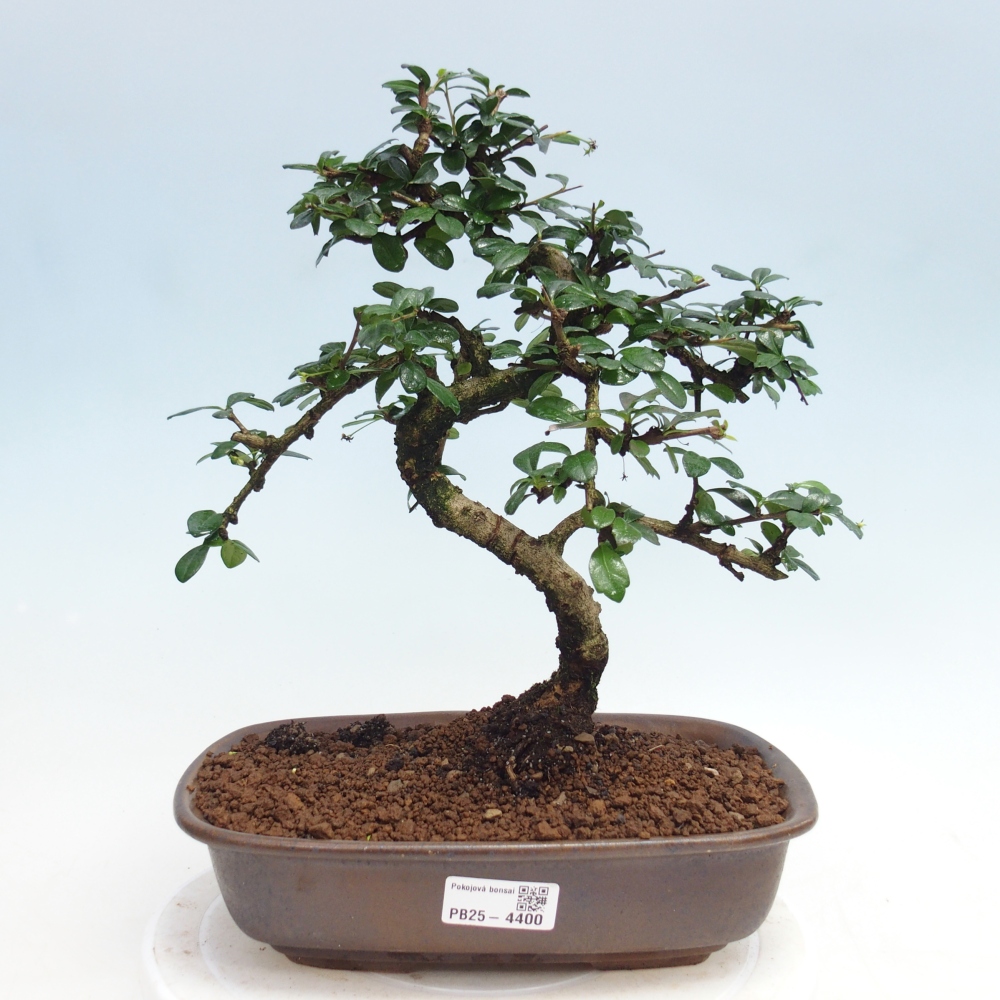 Bonsai pokojowe - Carmona macrophylla - Tea fuki