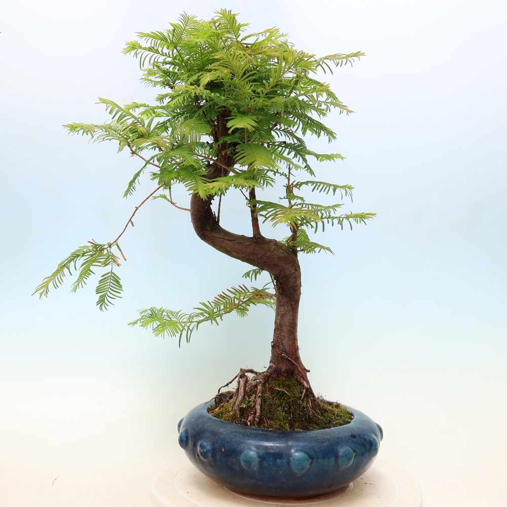 Outdoor bonsai - Metasequoia glyptostroboides - Metasekwoja chińska