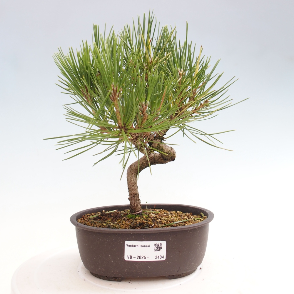 Bonsai ogrodowe - Pinus thunbergii - Sosna Thunbergia