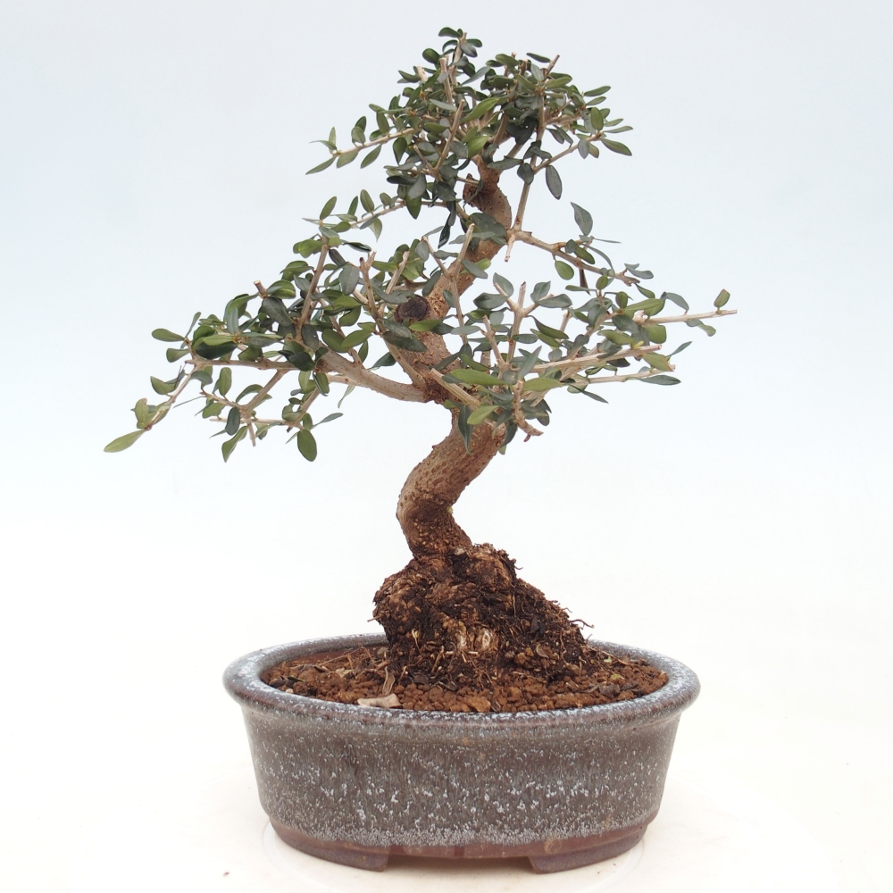 Bonsai do wnętrz - Olea europaea sylvestris