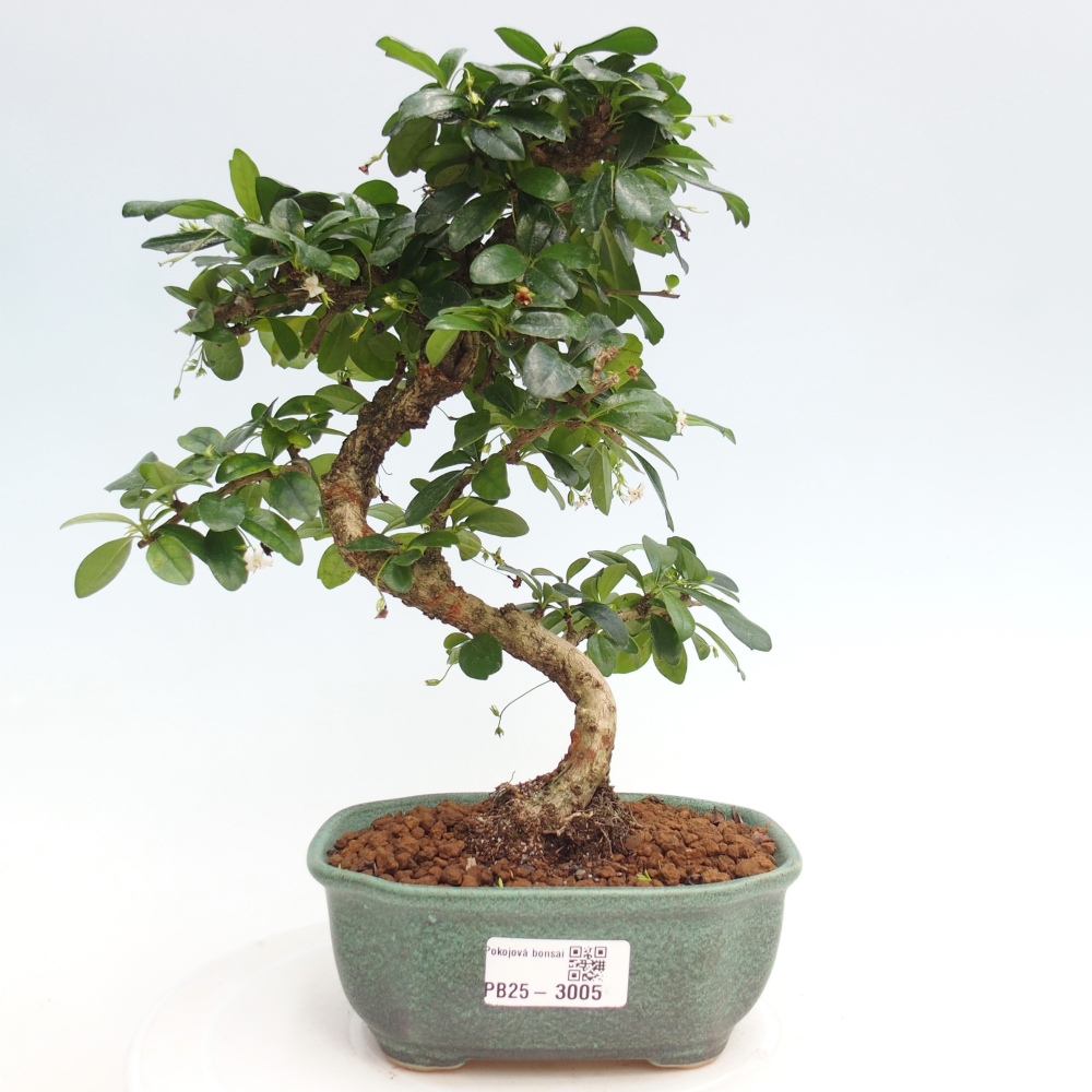 Bonsai wewnętrzne - Carmona makrophylla - Herbata Fuki