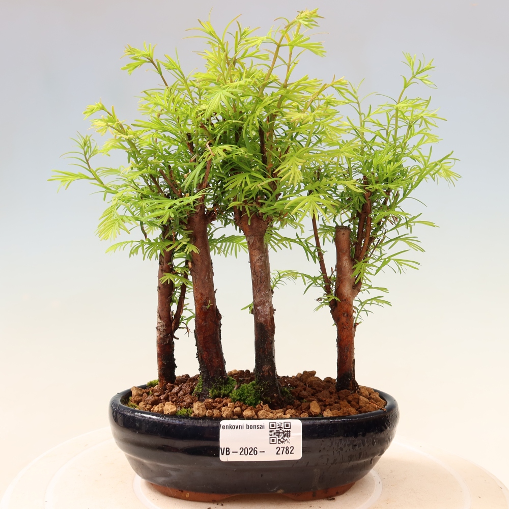 Bonsai ogrodowe – Metasequoia glyptostroboides – metasekwoja chińska – zagajnik