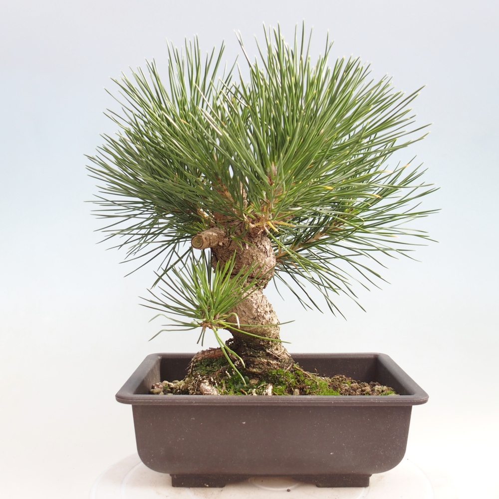 Outdoor bonsai - Pinus thunbergii - sosna Thunberga