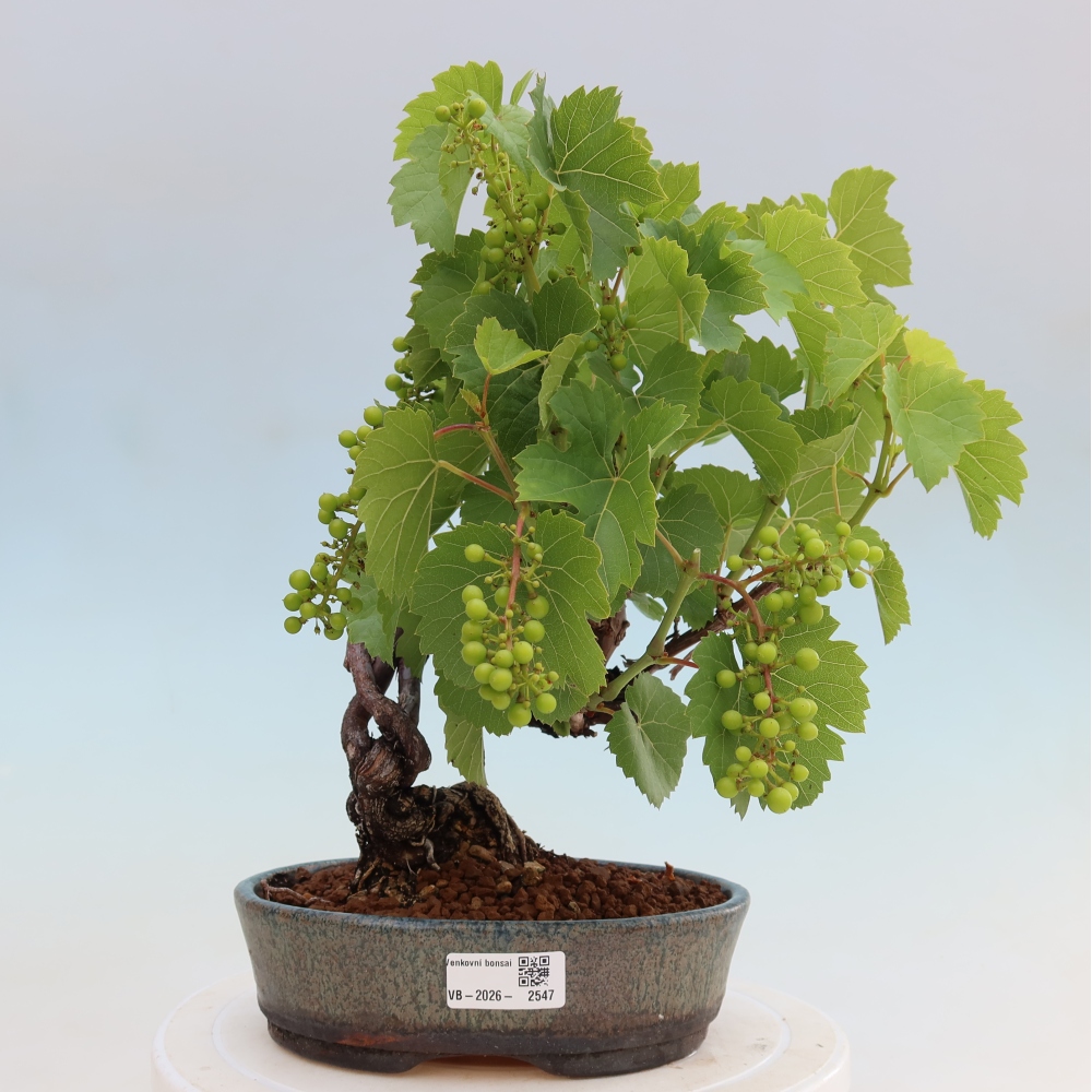 Bonsai ogrodowe – Winorośl – Vitis vinifera 