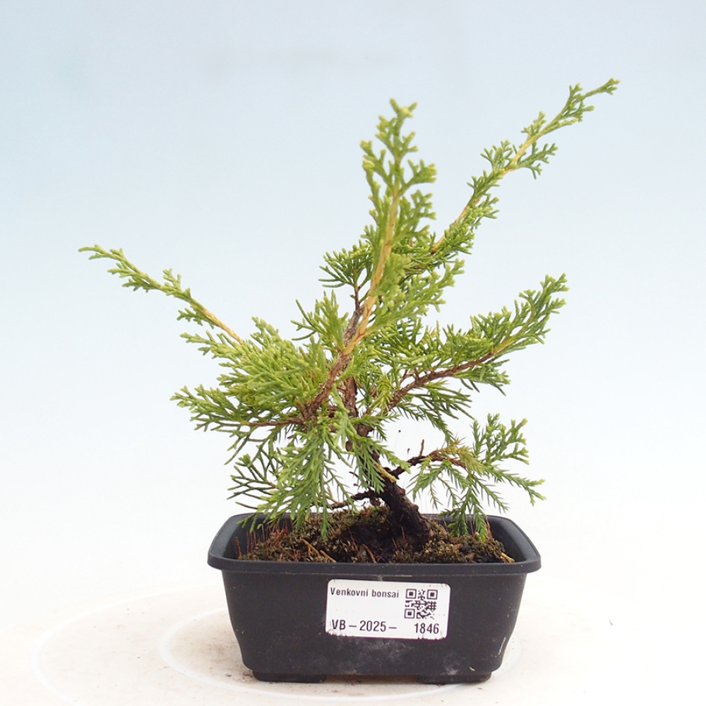 Outdoor bonsai - Juniperus chinensis Itoigawa - Jałowiec chiński