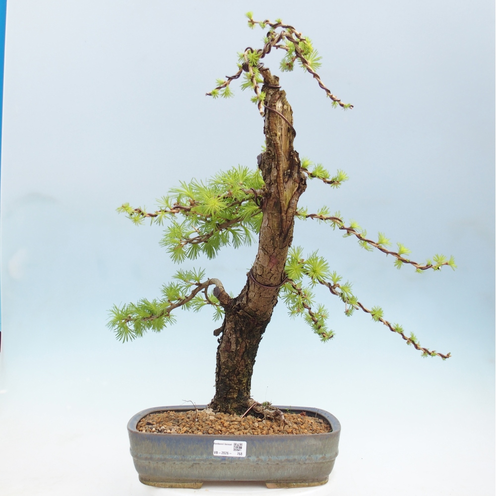 Bonsai zewnętrzne - Larix decidua - Modrzew