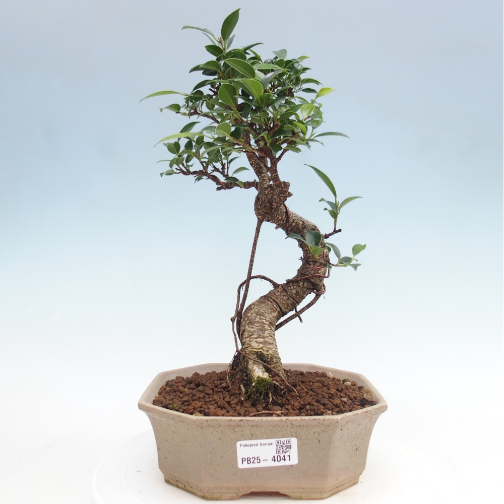 Pokój bonsai - Ficus retusa - figowiec drobnolistny