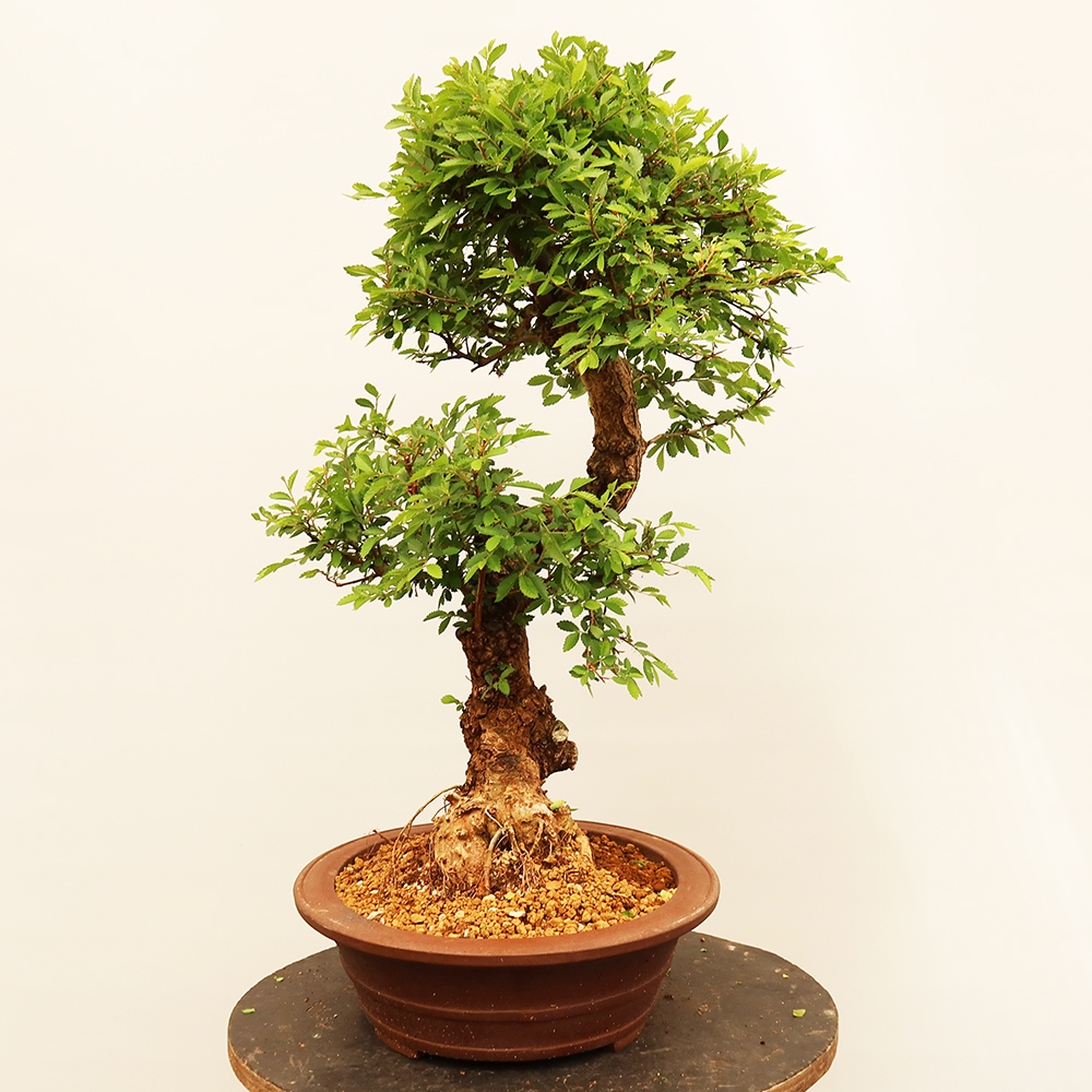 Bonsai na świeżym powietrzu - Zelkova - Zelkova NIRE