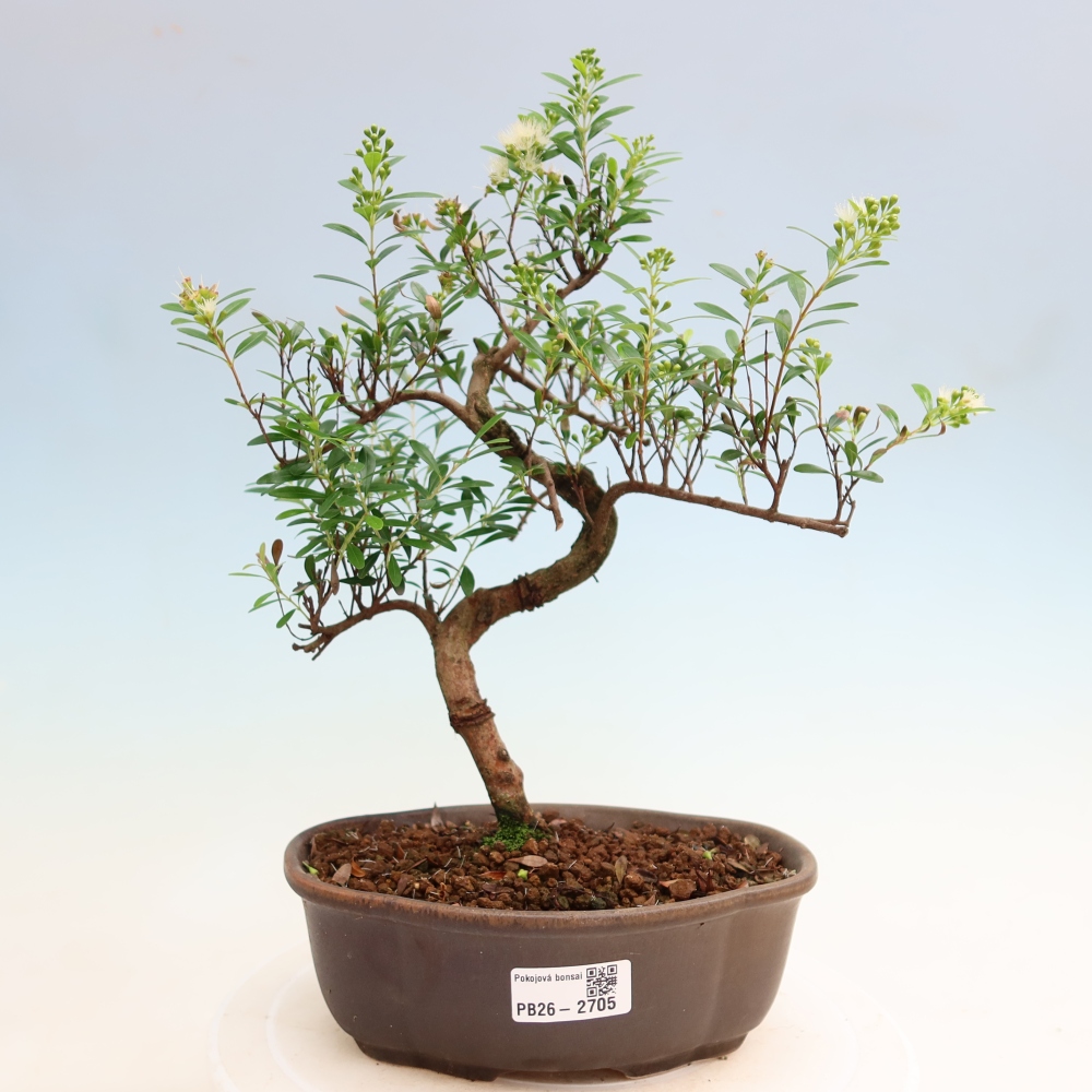 Pokój bonsai - Syzygium - Pimento