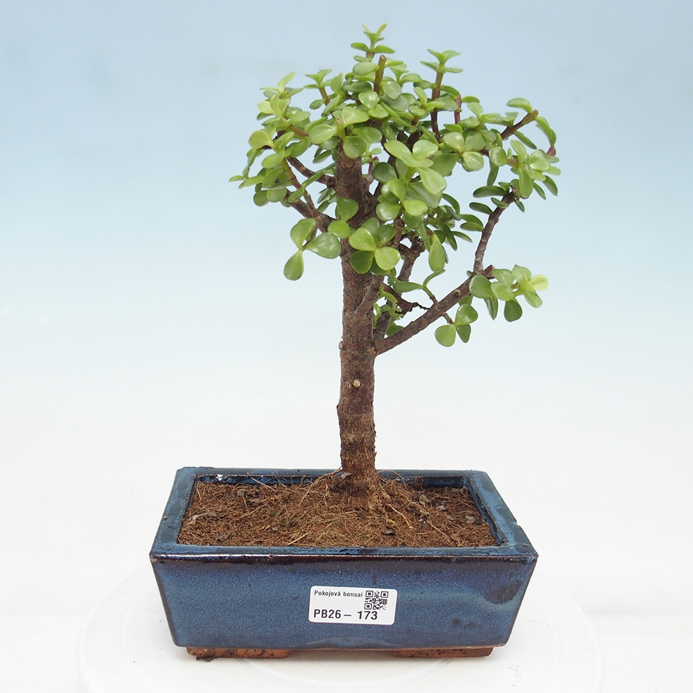 Pokój bonsai - Portulakaria Afra - Tlustice