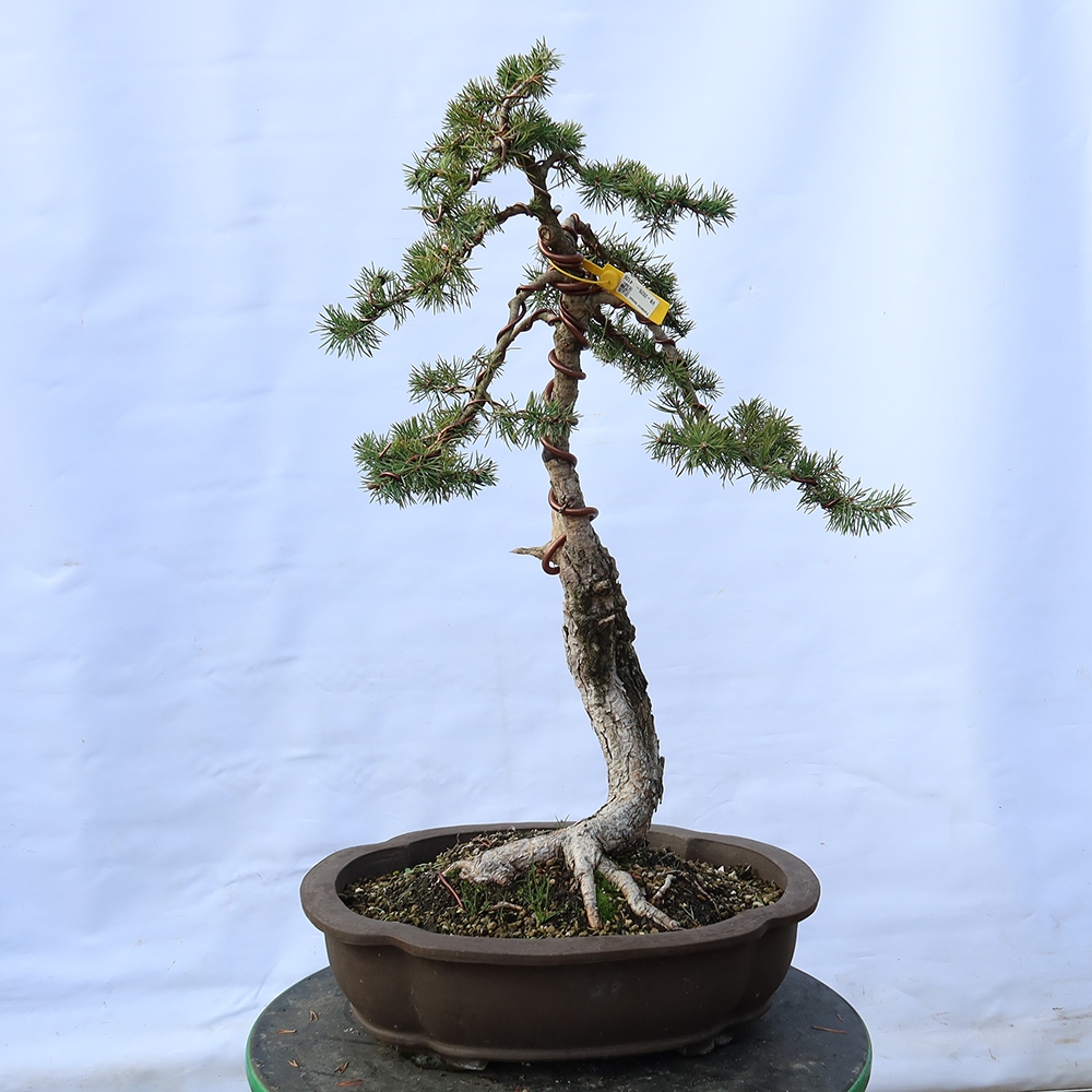 Pinus sylvestris Hiszpania – sosna zwyczajna