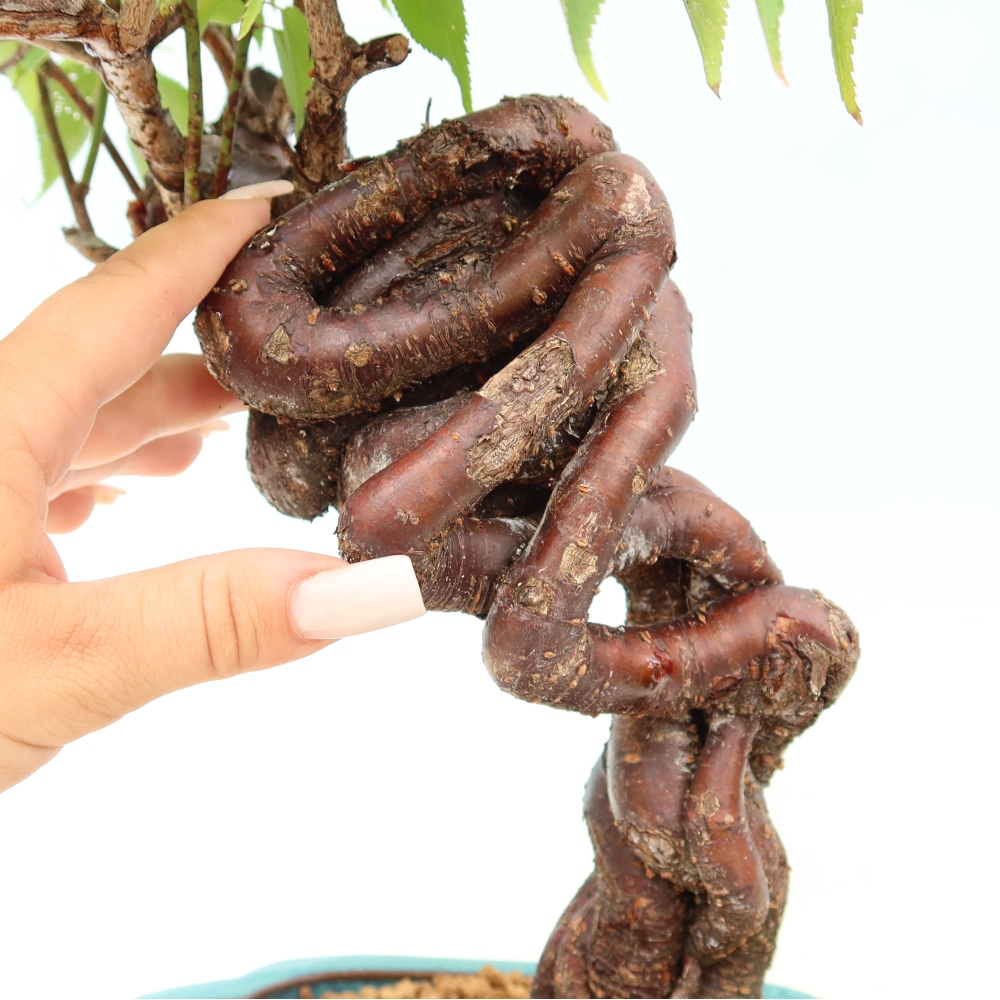 Bonsai ogrodowe – japońska śliwka – Prunus Mume