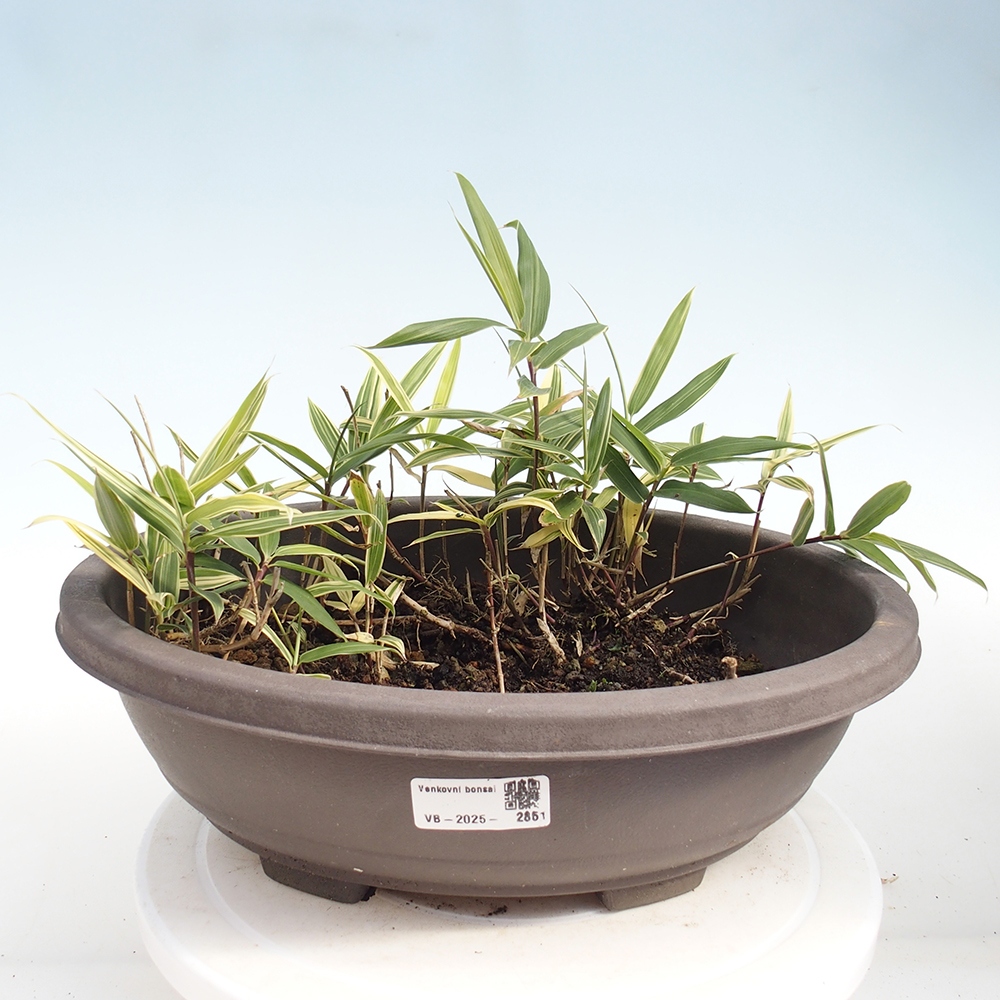 Bonsai zewnętrzne - Sasaella masamuneana Albostriata - Bambus