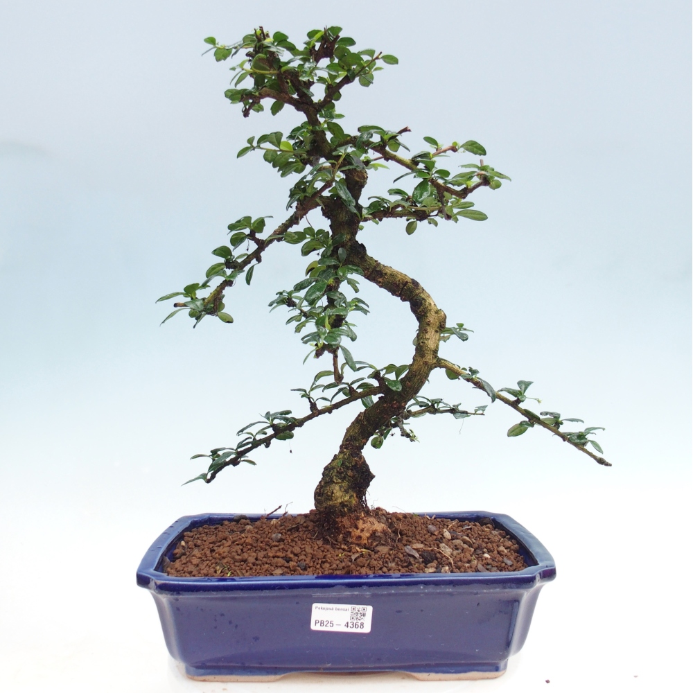 Bonsai pokojowe - Carmona macrophylla - Tea fuki