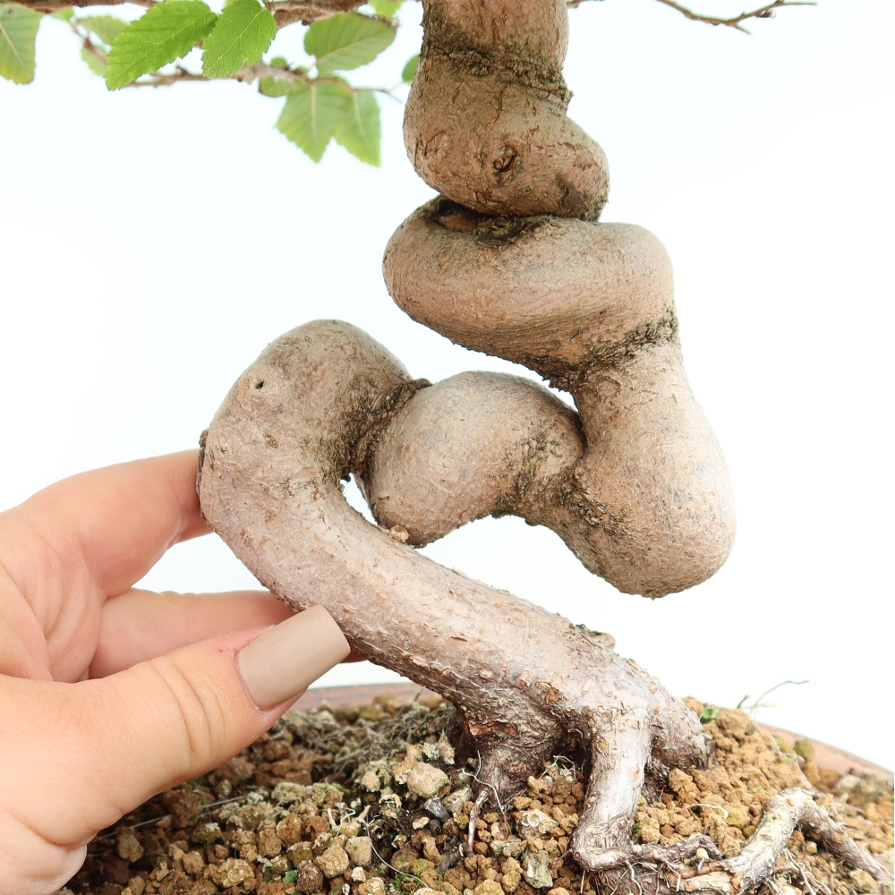 Outdoor bonsai - Carpinus CARPINOIDES - grab koreański