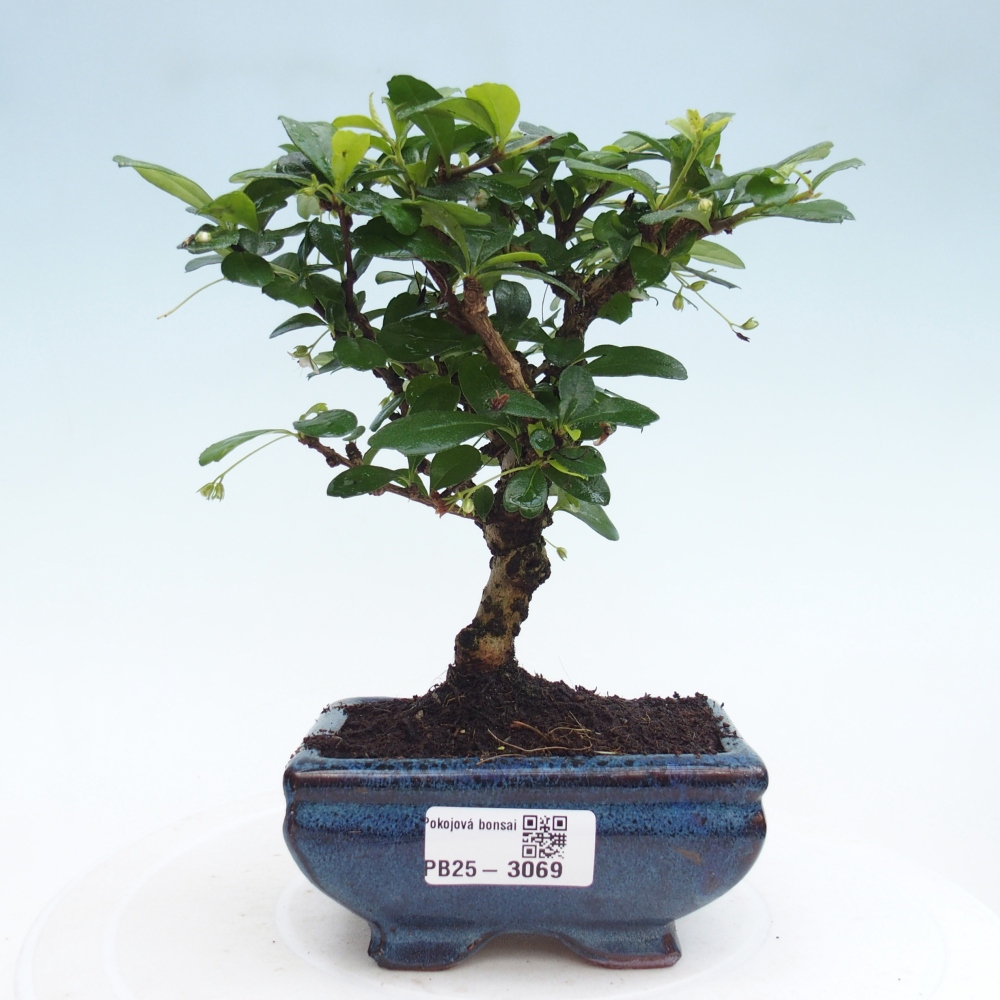 Bonsai wewnętrzne - Carmona makrophylla - Herbata Fuki