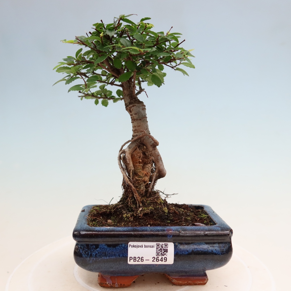Pokój bonsai - Ulmus parvifolia - Wiąz drobnolistny