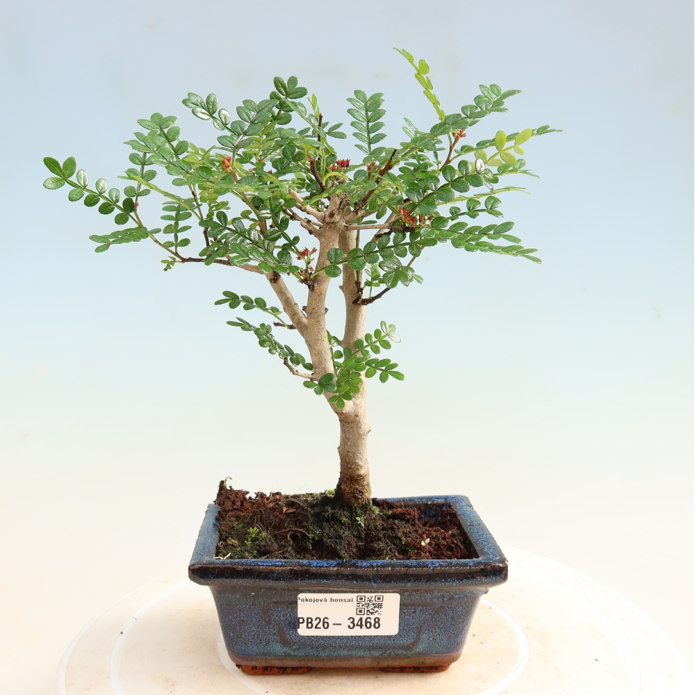 Pokój bonsai - Zantoxylum piperitum - drzewo pieprzowe