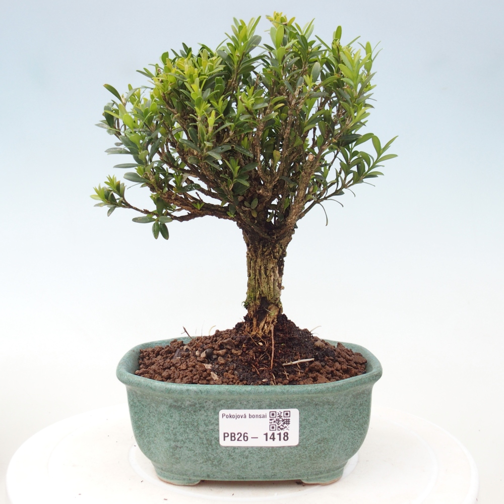 Pokój bonsai - Buxus harlandii - buxus korkowy