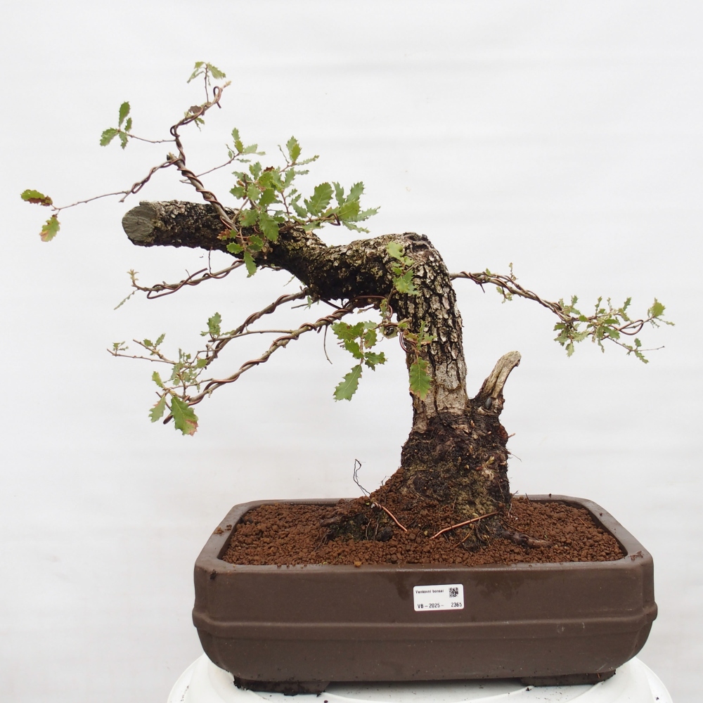 Yamadori - Quercus Ilex - Dąb ostrokrzewowy