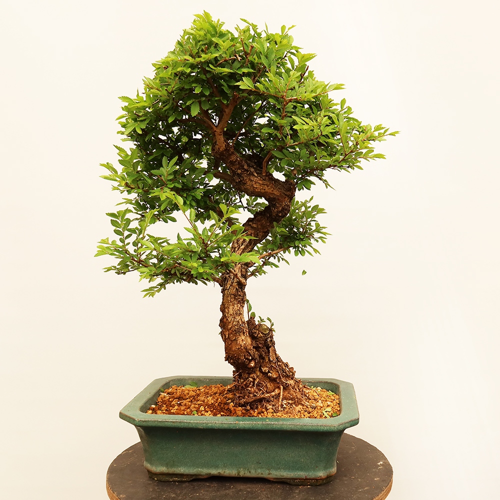 Bonsai na świeżym powietrzu - Zelkova - Zelkova NIRE
