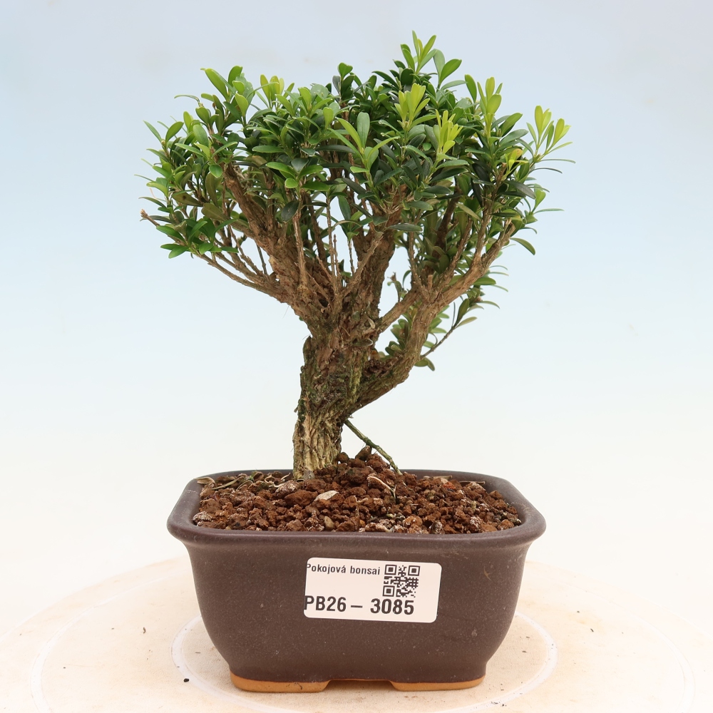 Pokój bonsai - Buxus harlandii - buxus korkowy
