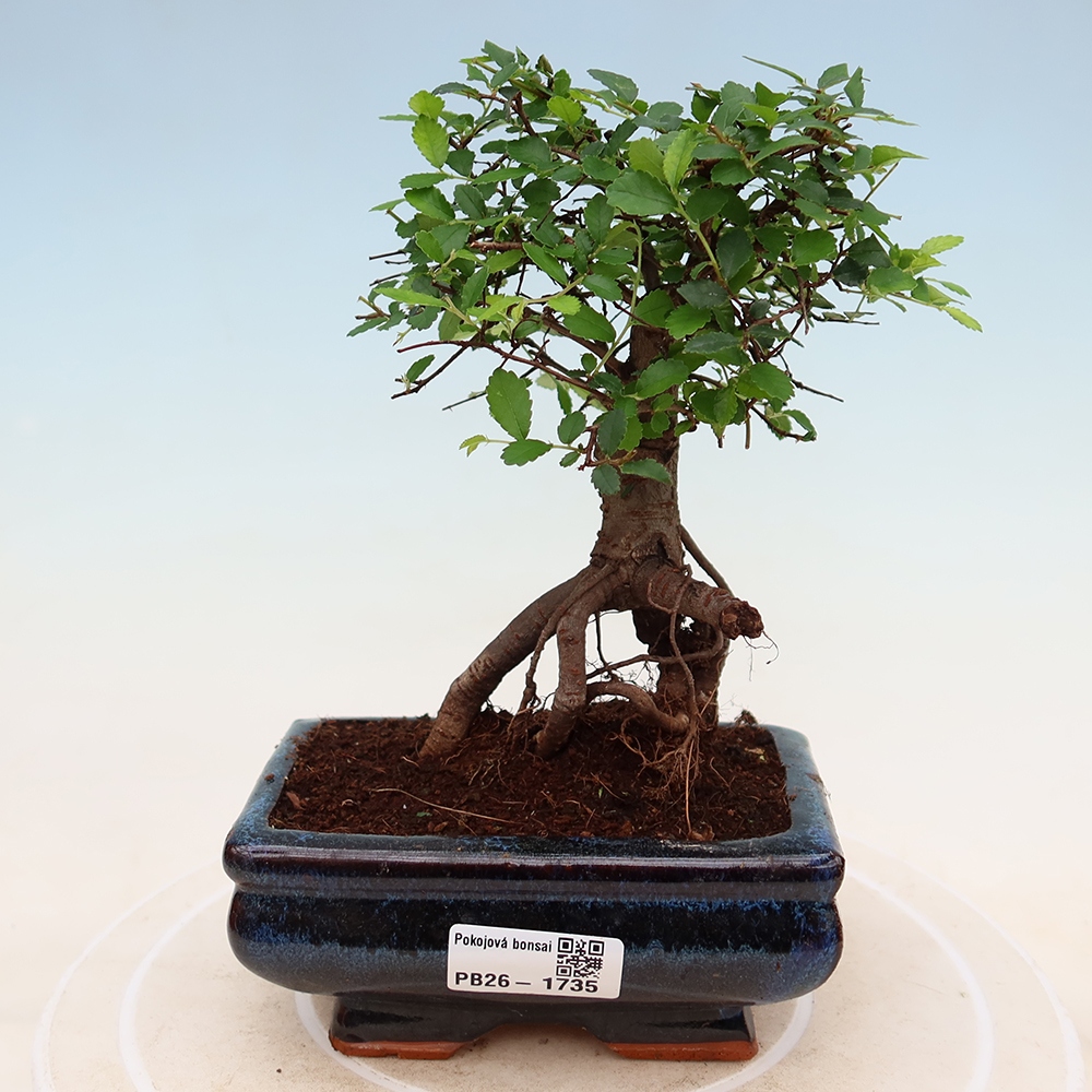 Pokój bonsai - Ulmus parvifolia - Wiąz drobnolistny