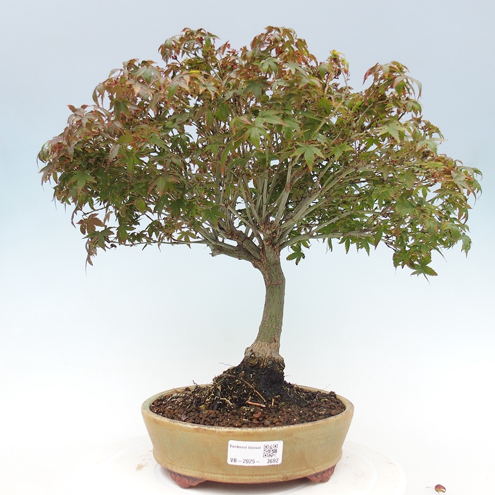 Acer palmatum KIOHIME - klon palmowy