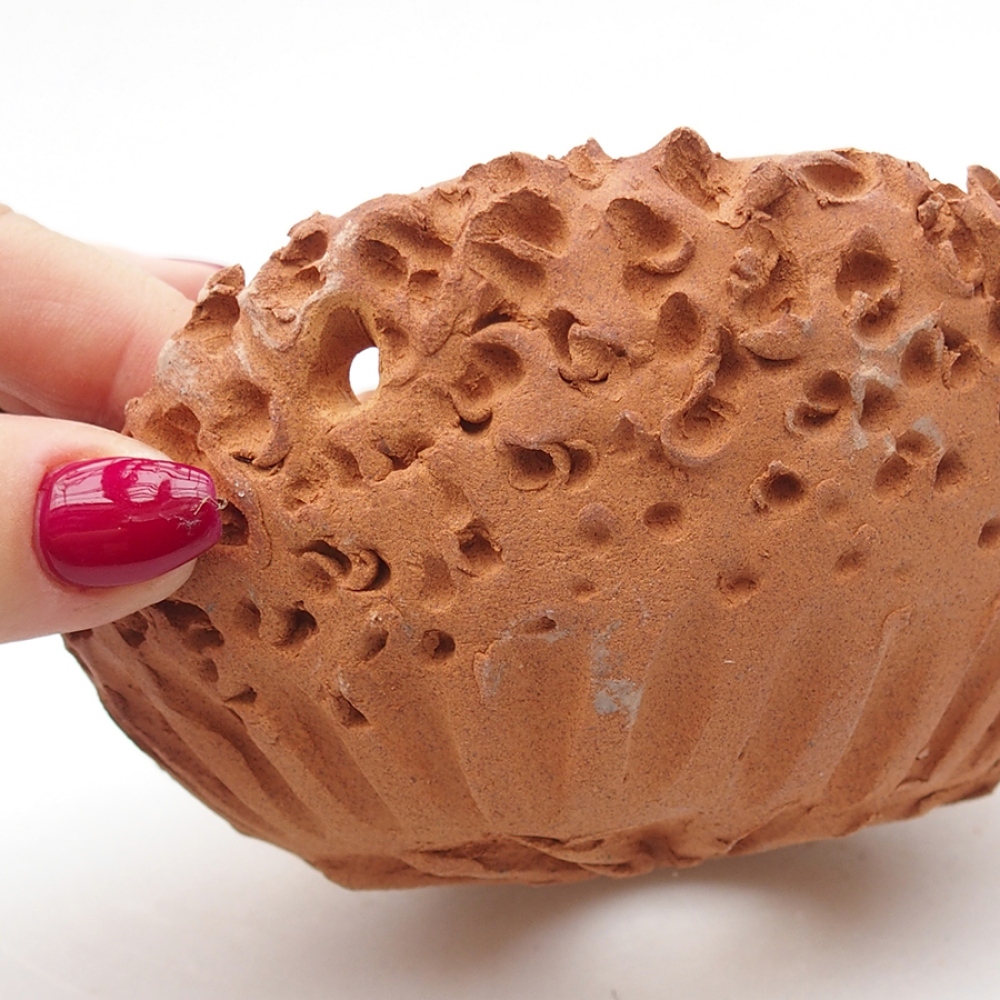 Muszla ceramiczna 13 x 14 x 7 cm, kolor brązowy