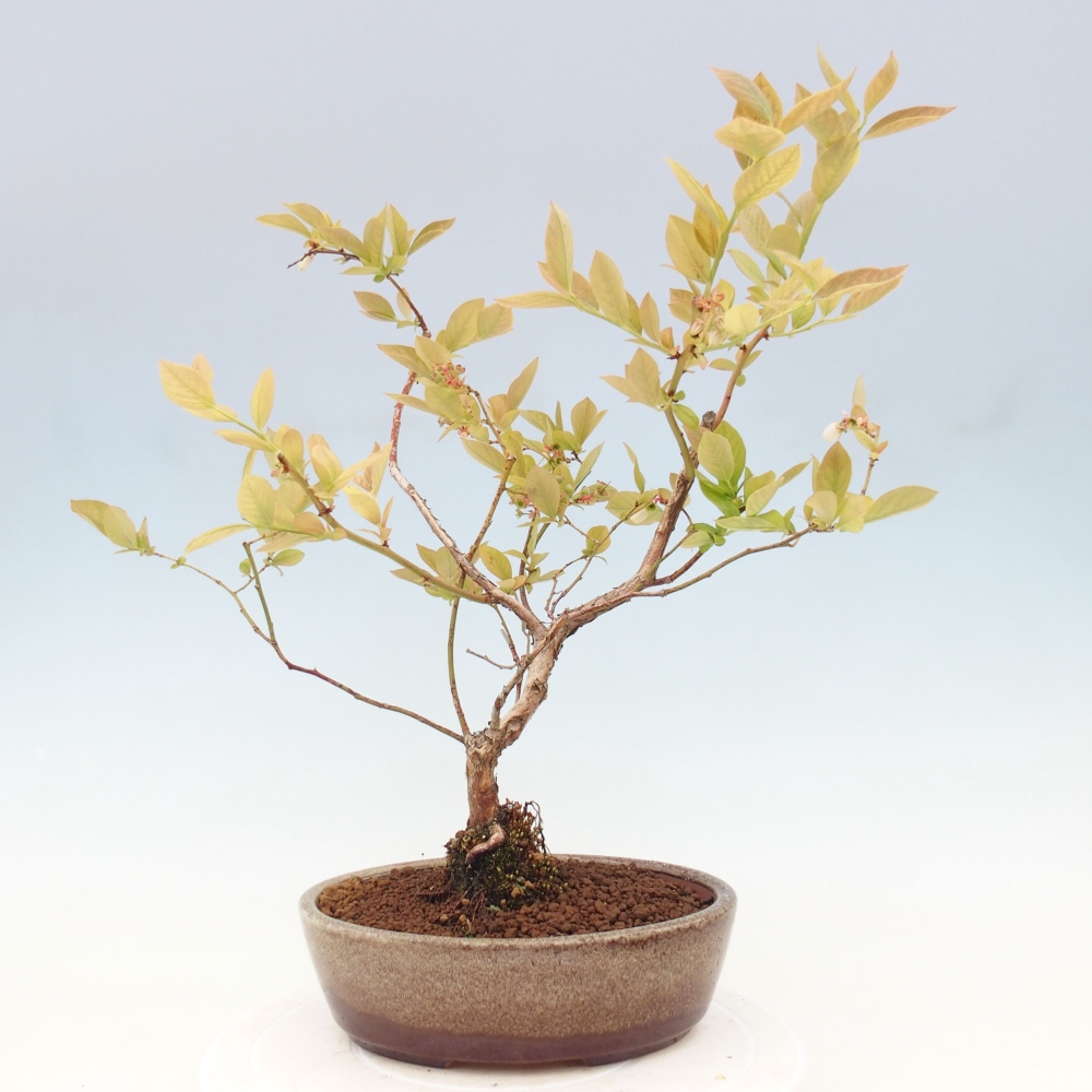 Bonsai Outdoor - Borówka kanadyjska - Vaccinium corymbosum