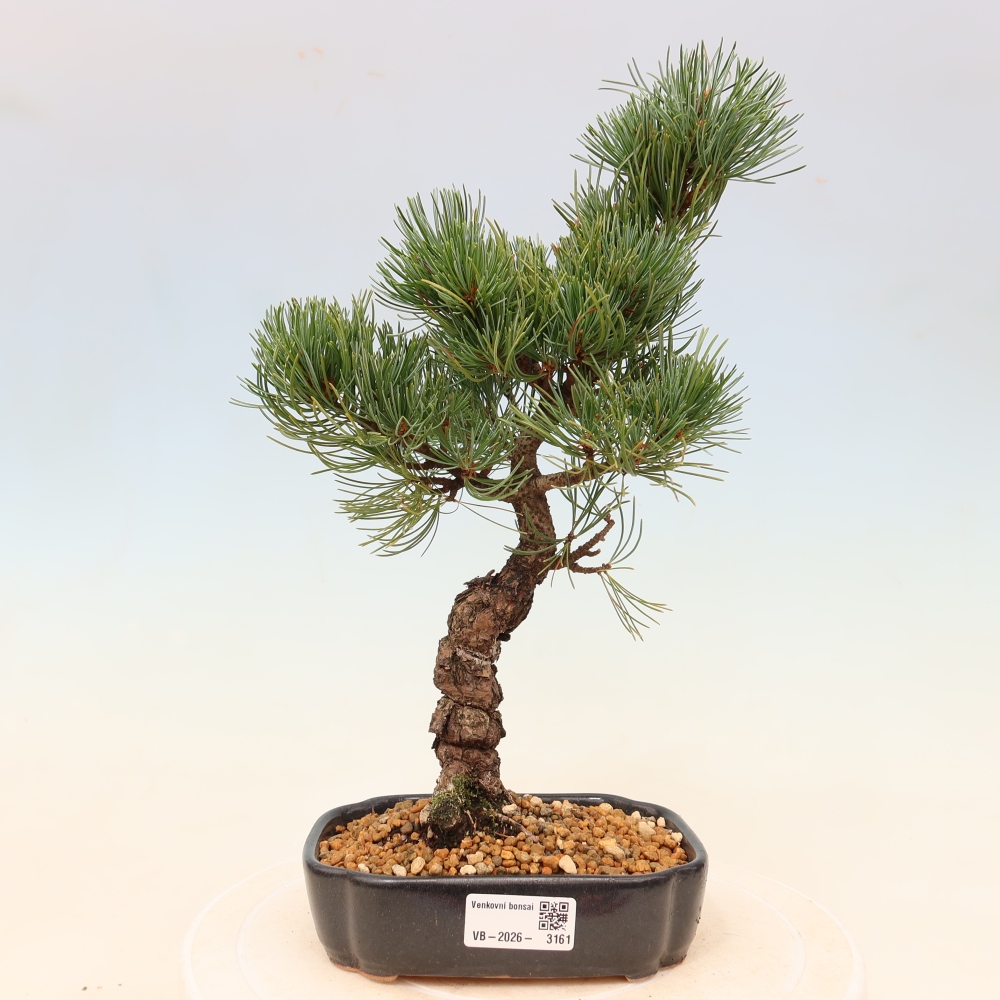 Outdoor bonsai - Pinus parviflora - Pinus parviflora