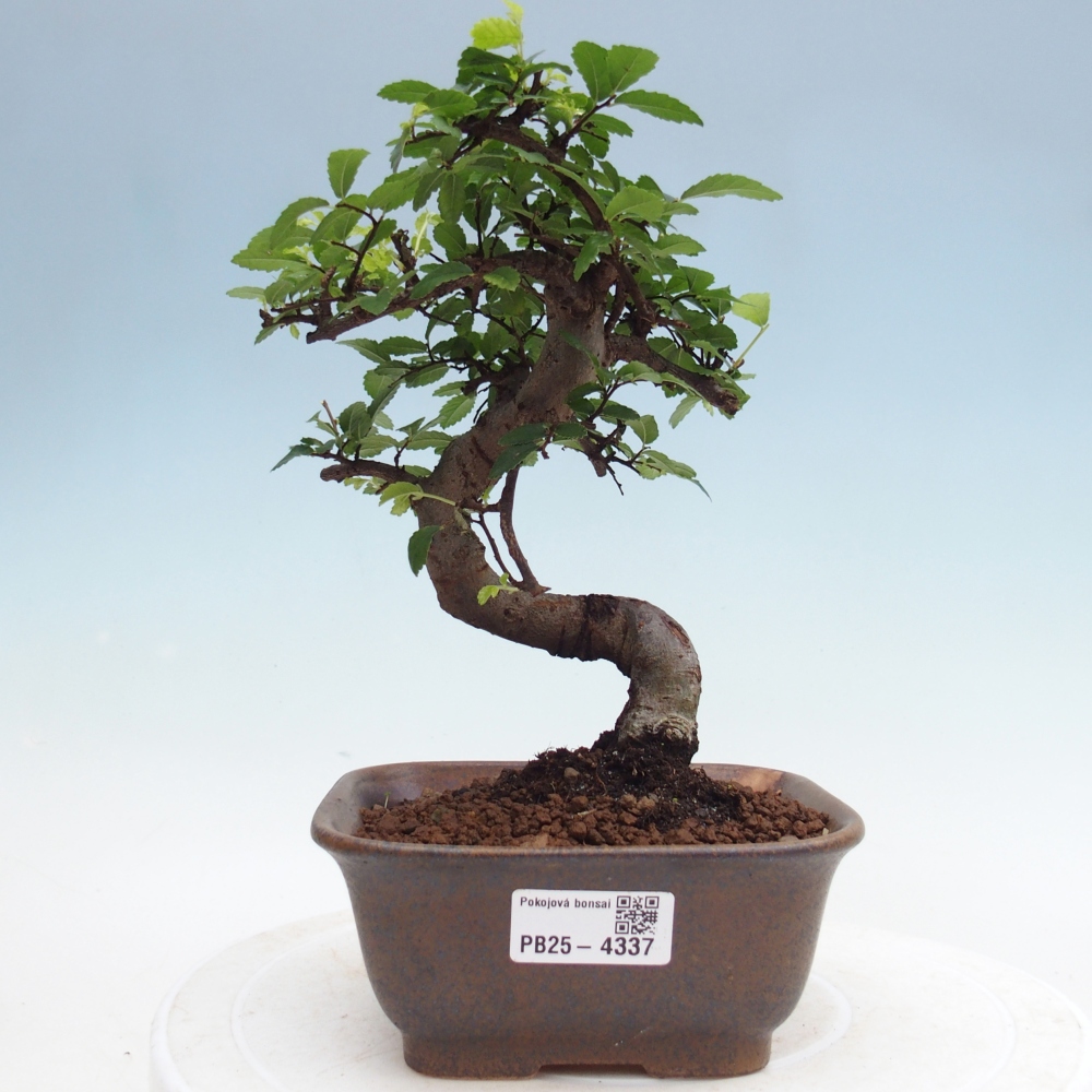Pokój bonsai - Ulmus parvifolia - Wiąz drobnolistny