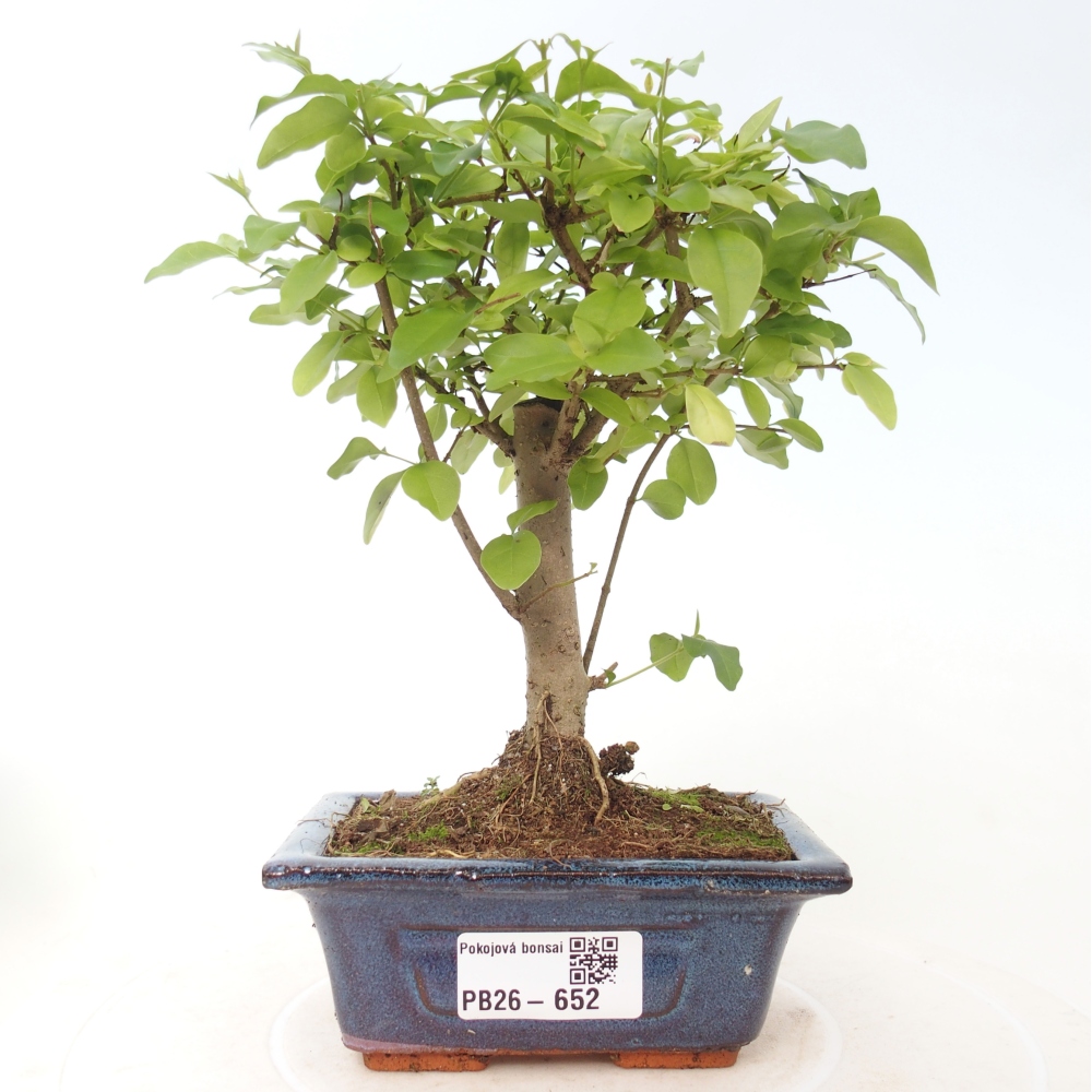 Pokój bonsai - Ligustrum chinensis - Dziób ptaka
